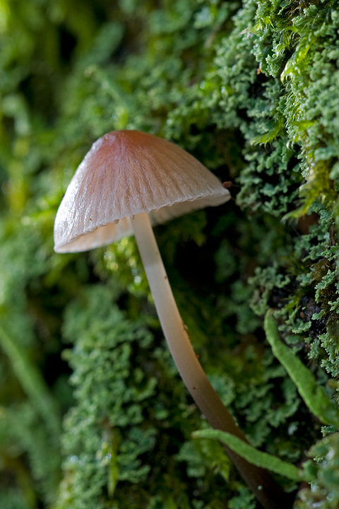 Funghi, mushroom, fungi, fungus, val d'Aveto, Nature photography, macrofotografia, fotografia naturalistica, close-up, mushrooms, val graveglia